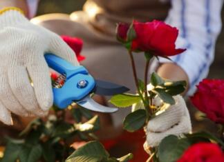 The Most Effective Way To Prune Your Flowers