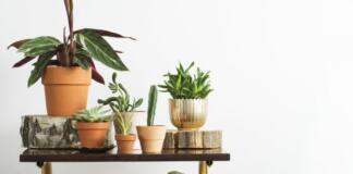 How To Make Your Home More Tropical
