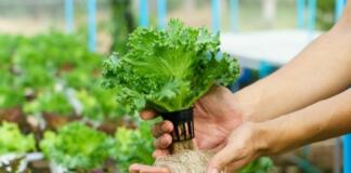 The Various Benefits of Hydroponic Gardening