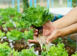 The Various Benefits of Hydroponic Gardening