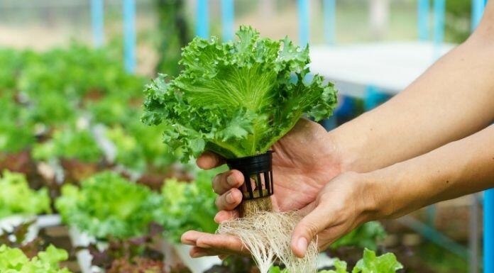 The Various Benefits of Hydroponic Gardening