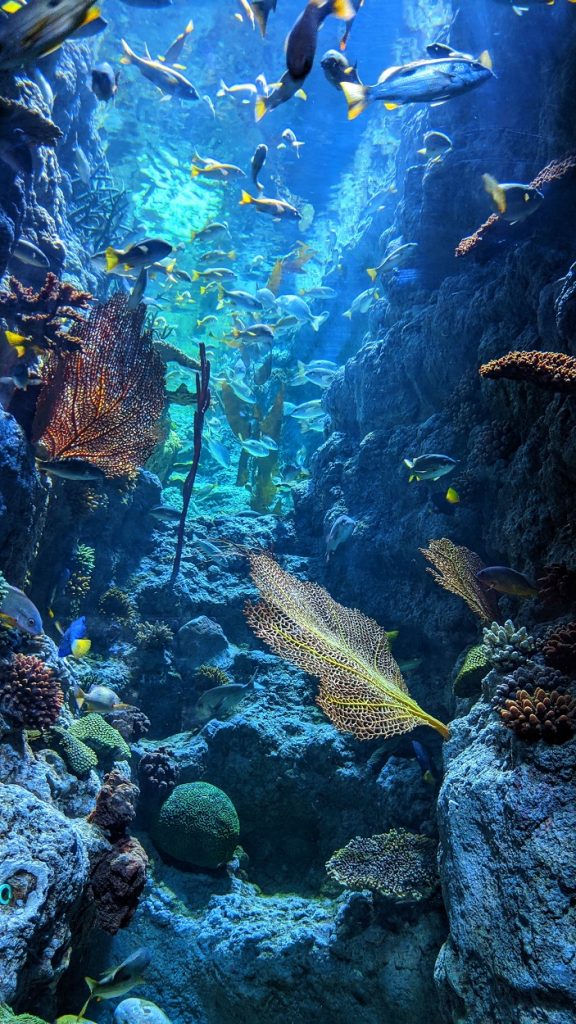 Aquaculture for Sustaining Reefs