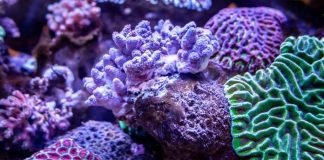 The Importance of Aquaculture for Sustaining Reefs