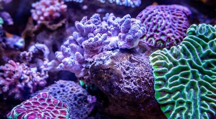 The Importance of Aquaculture for Sustaining Reefs