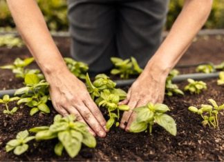 How To Have an Environmentally Sustainable Garden