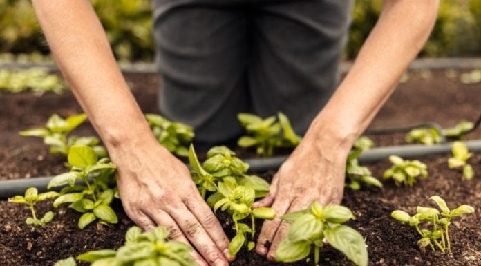 How To Have an Environmentally Sustainable Garden