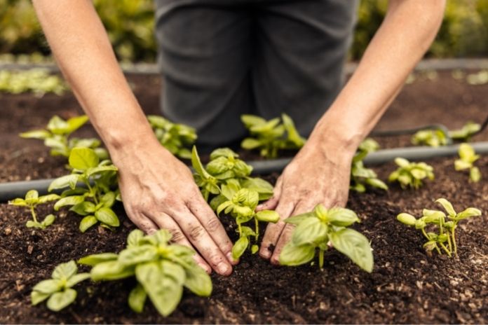 How To Have an Environmentally Sustainable Garden