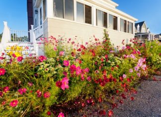 Key Tips for a Thriving Beachfront Garden