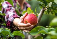 Reasons Why You Should Plant Fruit Trees This Spring