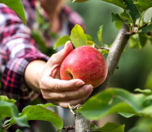 Reasons Why You Should Plant Fruit Trees This Spring