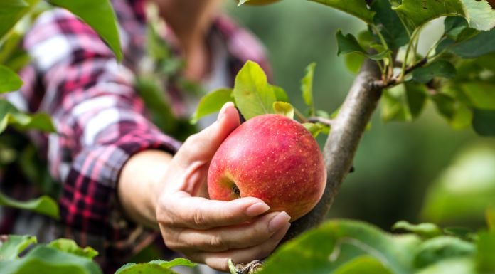 Reasons Why You Should Plant Fruit Trees This Spring