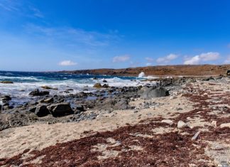 An Aruban beach coastline in the Caribbean Islands. Deep blue, whitecapped waves crash into the rocky shoreline.