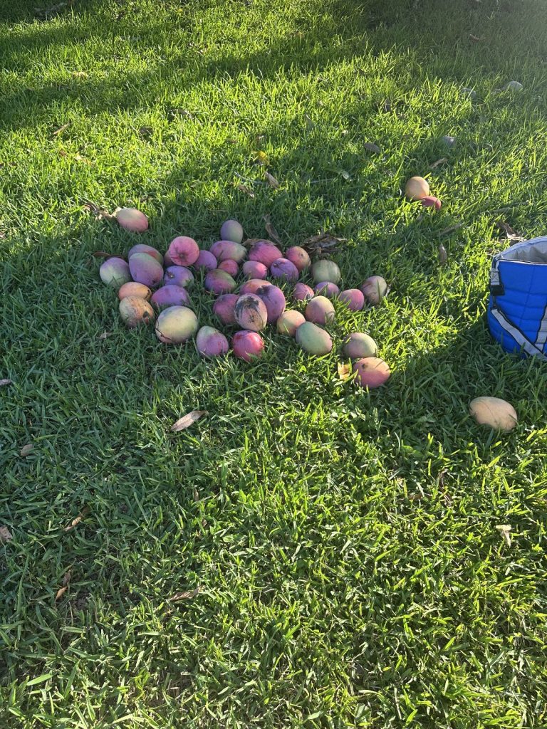 Mangoes, Love, and the Sweetness of Community, A Message from Attorney Marlon Hill